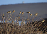 Goldfinches