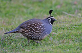 California-Quail-3AS.jpg