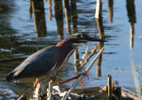 Heron-with-Fishing-Pole