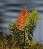 Red-Fern