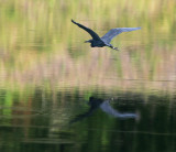 Little Blue Heron over Water