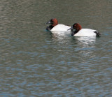 Canvasback Bookends