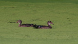 Bookend Wood Ducks