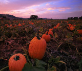 Pumpkin-Field