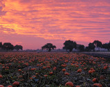 Pumpkin-Harvest-5(unaltered colors)