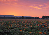 Pumpkin-Harvest-3 (unaltered colors)