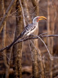 Yellow Hornbill 1