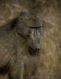 Baboon 6, Kruger NP