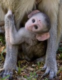 Vervet Monkey 3, Zambia