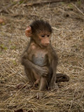 Baboon 10, Kruger NP