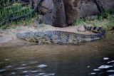 Chobe NP