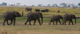 Botswana, Chobe NP 1