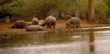 Kruger NP, Hippo