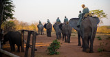 Zimbabwe, Parade