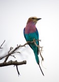 Kruger NP,Purple-Breasted Roller