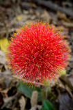 Flower on Livingstone Isl, Zambia