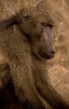 Baboon 7, Kruger NP