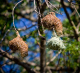 Weaver Bird Nest