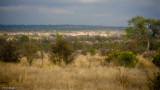 Kruger Savannah