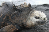 Marine Iguana Isabella