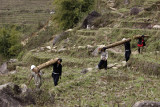 Sapa