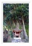Pura Kehen Banyan Tree
