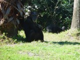 DADDY APE  SEEMED BORED AND ALOOF.......