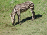 SO MUCH WILDLIFE TO SEE AT THE PARK
