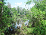 A VIEW FROM THE BOARDWALK AT LETTUCE LAKE