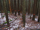 Bypass Trail <br>Marked for Logging?</br>