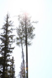 Tall Trees