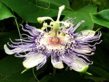 PASSION FLOWER OR MAYPOP