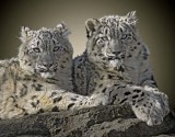 Snow Leopards 119.jpg
