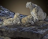 Snow Leopards 137tif.jpg
