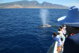 Humpback Whale mugs a whale watching boat