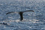 Humpback Whale Fluke 3 of 3