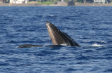 Humpback Whale mouth open (very unusual behavior for Maui where they do not feed).  Notice the baleen. 3 of 5