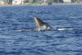 Humpback Whale mouth open (very unusual behavior for Maui where they do not feed).  Notice the baleen. 4 of 5