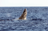 Humpback Whale