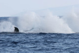 Humpback Whale Breach 5 of 6