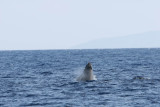 Humpback Whale Head Lunge