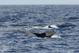 Humpback Whale Fluke