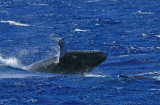 Humpback Whale Breach (3 of 6) & Body Slam