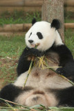 Lun Lun (Mom Panda)