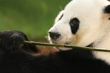 Yang Yang (Dad Panda)