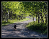 Dark on a walk