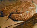 Cascabel / Crotalus durissus cumanensis