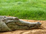 Orinoco Crocodile / Caimn del Orinoco
