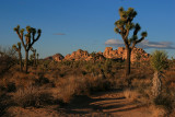 Joshua Tree Park - December-2006