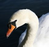 Swan